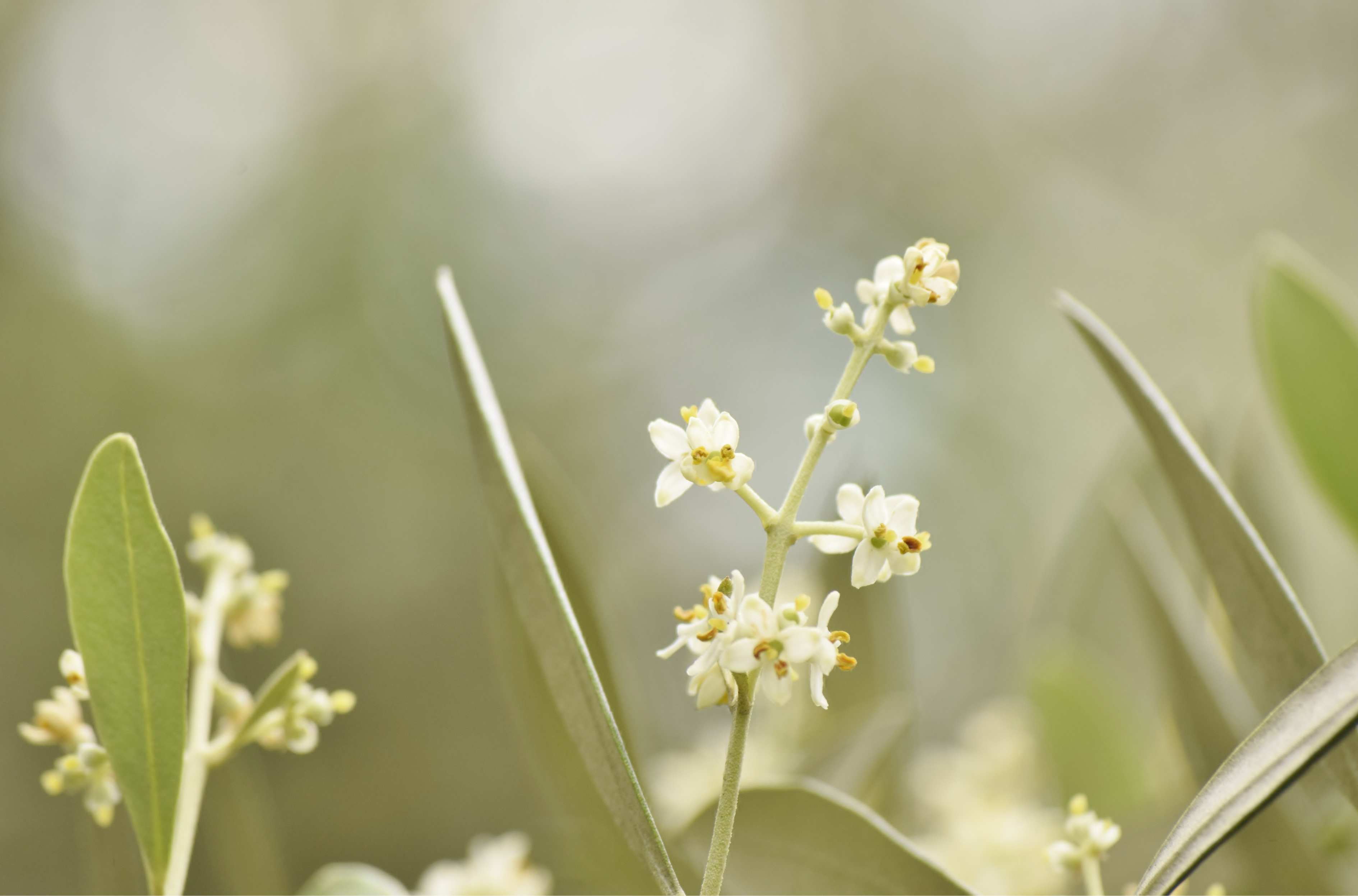 Que son y por qué se utilizan los aminoácidos en el tratamiento de primavera en Olivar?